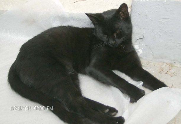 Χάθηκε μαύρη γάτα στη Νέα Σμύρνη Αττικής