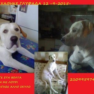 Χάθηκε σκύλος στη Γλυφάδα Αττικής