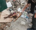 Ιεράπετρα: Κυνηγός εκτέλεσε τον σκύλο του και τον πέταξε στην χωματερή επειδή τον αγαπούσε!