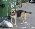 Δωρεάν στειρώσεις αδέσποτων σκυλιών σε συνεργασία με τον Δήμο Ανδραβίδας – Κυλλήνης
