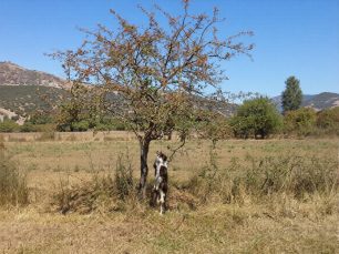 Καλάβρυτα: Ο σκύλος βρέθηκε απαγχονισμένος σε προχωρημένη σήψη με δεμένο το στόμα