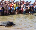 Η τραυματισμένη θαλάσσια χελώνα γιατρεύτηκε από τον σύλλογο «ΑΡΧΕΛΩΝ» & επέστρεψε στο φυσικό της περιβάλλον