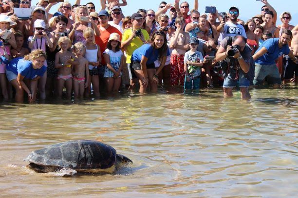 Η τραυματισμένη θαλάσσια χελώνα γιατρεύτηκε από τον σύλλογο «ΑΡΧΕΛΩΝ» & επέστρεψε στο φυσικό της περιβάλλον