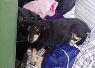Χανιά: Πέταξαν ζωντανή στα σκουπίδια την ηλικιωμένη και άρρωστη σκυλίτσα