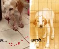 Βελτιώνεται η υγεία της σκυλίτσας που ξυλοκοπήθηκε από τον ιδιοκτήτη της στην Διψέλιζα Κερατέας