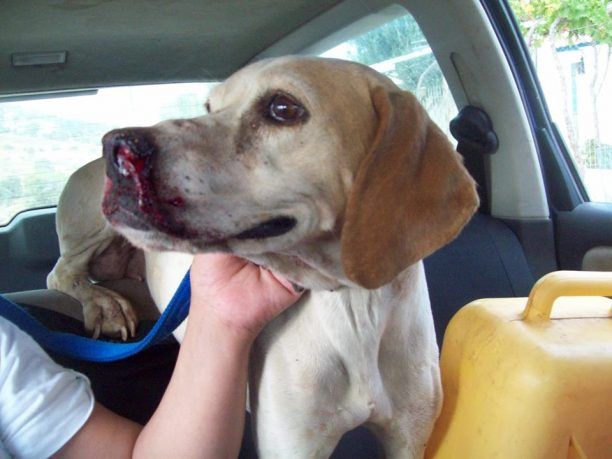 Καταδικάστηκε - με αναστολή - και από το Εφετείο ηλικιωμένος που ξυλοκόπησε τον σκύλο του στην Διψέλιδα Κερατέας