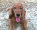 Ηράκλειο Κρήτης: Καταγγελία εις βάρος του ηλικιωμένου που πέταξε τον 17χρονο τυφλό σκύλο του