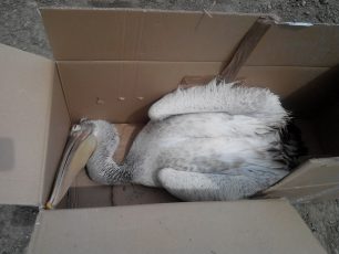 Αναζητούν την αιτία θανάτου των πουλιών που βρέθηκαν νεκρά στη λίμνη Κορώνεια