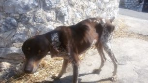 Λακωνία: Σκελετωμένο και εξαντλημένο σκυλί στο χωριό Καλονιοί της Ανατολικής Μάνης