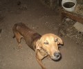 Έκκληση για την σωτηρία των σκυλιών που κακοποιούν οι ιδιοκτήτες τους στον Κουτσουρά Λασιθίου