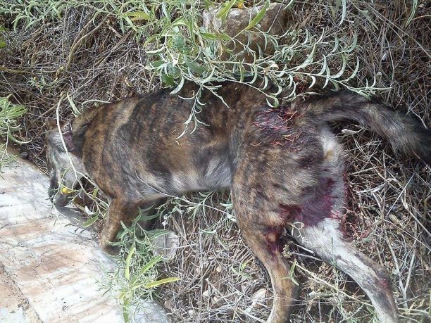 Λαμία: Στις 20 Οκτωβρίου η δίκη του δολοφόνου του σκύλου