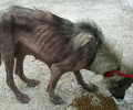 Λάρισα: Έκκληση για να καλυφθούν τα έξοδα νοσηλείας της σκελετωμένης σκυλίτσας