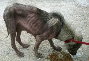 Λάρισα: Έκκληση για να καλυφθούν τα έξοδα νοσηλείας της σκελετωμένης σκυλίτσας