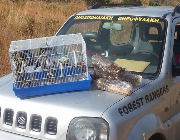 Λήμνος: Κατέθεσαν μήνυση εναντίον του άνδρα που αιχμαλώτιζε παράνομα ωδικά πτηνά με ξόβεργες