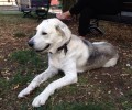Βρήκε σκύλο να περιφέρεται στη Λούβρη Κοζάνης