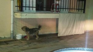 Σκύλος μέσα σε αυτοσχέδιο κλουβί πάνω στο πεζοδρόμιο στο Μεσολόγγι