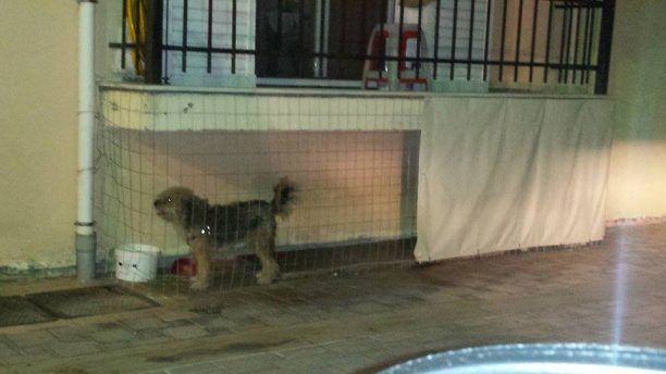 Σκύλος μέσα σε αυτοσχέδιο κλουβί πάνω στο πεζοδρόμιο στο Μεσολόγγι