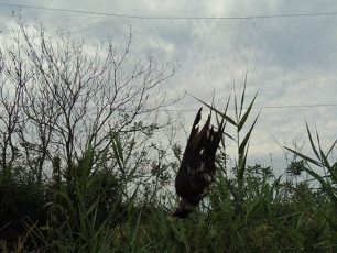 Νησί Ημαθίας: Κατέστρεψε την παγίδα με τα δίχτυα στην οποία είχαν εγκλωβιστεί τα πουλιά