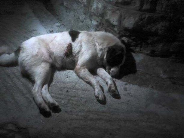 Πολύδροσος Φωκίδας: Εκτέλεσε τον σκύλο στην πλατεία του χωριού