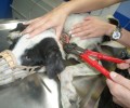 Πύργος Κιερίου Καρδίτσας: Βασάνισε αλύπητα τον σκύλο περνώντας σύρμα σφιχτά γύρω από τον λαιμό του