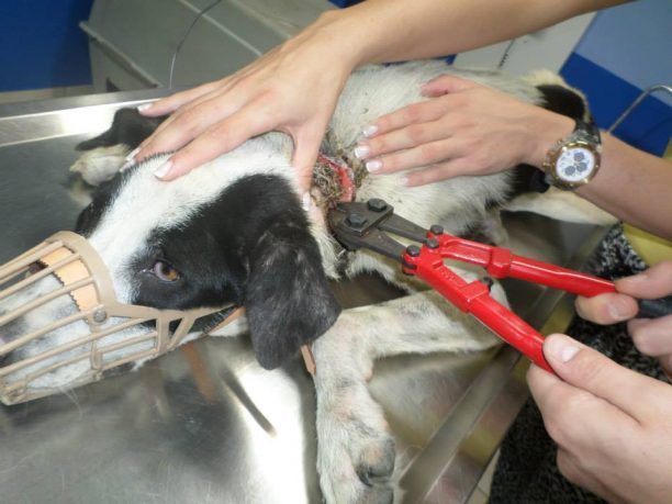 Πύργος Κιερίου Καρδίτσας: Βασάνισε αλύπητα τον σκύλο περνώντας σύρμα σφιχτά γύρω από τον λαιμό του