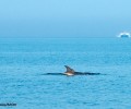Ένα θηλυκό ρινοδέλφινο με το μικρό του τρέφονται στη Γυάρο