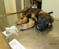 Αναζητούν σπιτικό για τον σκύλο που κακοποιήθηκε βάναυσα όταν ήταν κουτάβι στο Νεοχωρόπουλο Ημαθίας