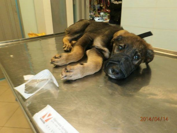 Αναζητούν σπιτικό για τον σκύλο που κακοποιήθηκε βάναυσα όταν ήταν κουτάβι στο Νεοχωρόπουλο Ημαθίας