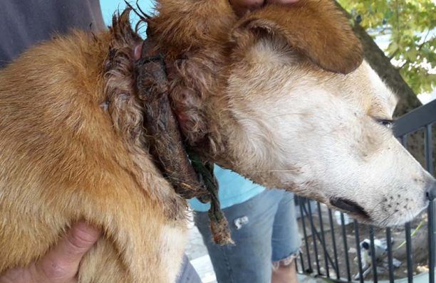 Σέρρες: Έσωσαν τον σκύλο που αργοπέθαινε με το περιλαίμιο να σαπίζει μέσα του