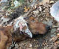 Φροντίζουν τον σκύλο που βρέθηκε σε κωματώδη κατάσταση στις Σέρρες