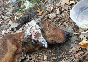 Φροντίζουν τον σκύλο που βρέθηκε σε κωματώδη κατάσταση στις Σέρρες