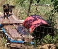 Δεινή η κατάσταση για αδέσποτα και μη ζώα στην Σκόπελο, αδιάφορη η ΕΛ.ΑΣ. (βίντεο)