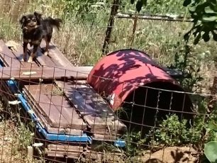 Δεινή η κατάσταση για αδέσποτα και μη ζώα στην Σκόπελο, αδιάφορη η ΕΛ.ΑΣ. (βίντεο)
