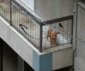 Οδηγίες για τη φροντίδα των οικόσιτων σκυλιών δίνει ο Δήμος Ρόδου – Όχι τα ζώα στα μπαλκόνια