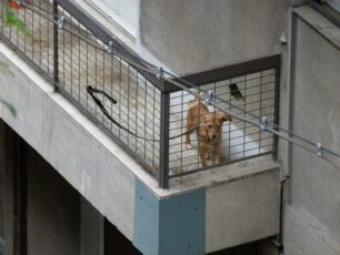 Οδηγίες για τη φροντίδα των οικόσιτων σκυλιών δίνει ο Δήμος Ρόδου – Όχι τα ζώα στα μπαλκόνια
