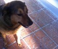 Βρέθηκε - Εξαφανίστηκε σκυλίτσα από το κέντρο της Κηφισιάς