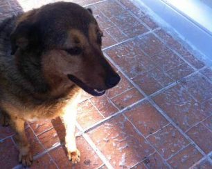 Βρέθηκε - Εξαφανίστηκε σκυλίτσα από το κέντρο της Κηφισιάς