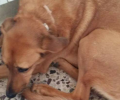 Χάθηκε θηλυκός σκύλος στην Πλατεία Αττικής
