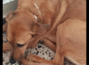 Χάθηκε θηλυκός σκύλος στην Πλατεία Αττικής
