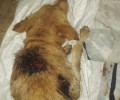 Κεφαλλονιά: Έσωσαν τον σκύλο που κάποιος σούβλισε στο Πυργί