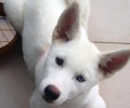 Χάθηκε λευκός σκύλος στην Κηφισιά Αττικής