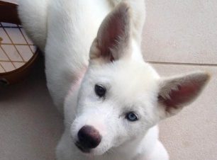 Χάθηκε λευκός σκύλος στην Κηφισιά Αττικής