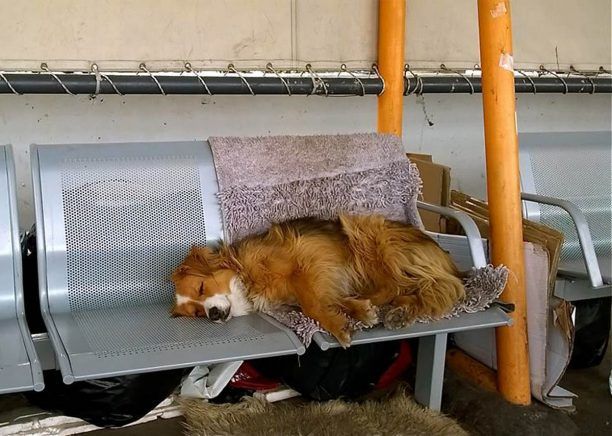 Ο άστεγος ξένος που φροντίζει τον αδέσποτο σκύλο στο λιμάνι του Πειραιά