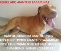 Χάθηκε σκύλος ράτσας Πίτμπουλ στο Αιάντειο Σαλαμίνας