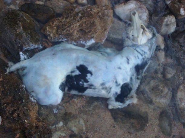 Βρήκε το πτώμα του σκύλου σε προχωρημένη σήψη σε παραλία της Πάρου
