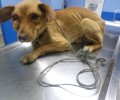 Σταυρός Καρδίτσας: Σκύλος περιφερόταν με το σχοινί γύρω από τον λαιμό του και το μάτι του σαπισμένο από την μόλυνση