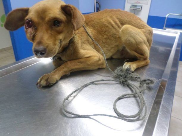 Σταυρός Καρδίτσας: Σκύλος περιφερόταν με το σχοινί γύρω από τον λαιμό του και το μάτι του σαπισμένο από την μόλυνση