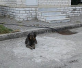 Σκύλος περιφέρεται σέρνοντας τα πίσω πόδια του στο Τ.Ε.Ι. Άρτας