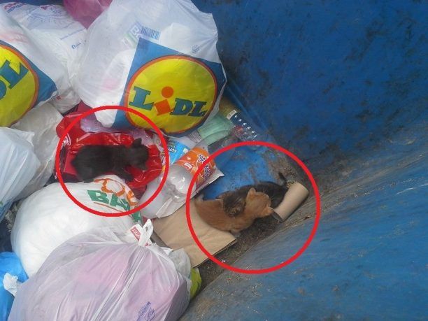 Τούμπα Θεσσαλονίκης: Βρήκε 4 γατάκια πεταμένα ζωντανά μέσα στον κάδο της ανακύκλωσης