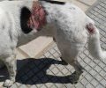 Έκκληση για την σωτηρία του άρρωστου σκύλου που περιφέρεται στην Τούμπα Θεσσαλονίκης